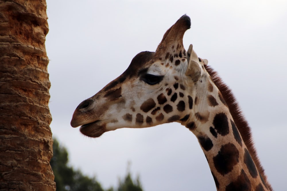 brown giraffe in close up photography during daytime