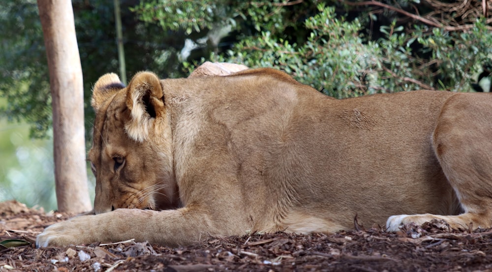 brown lioness lying on ground during daytime