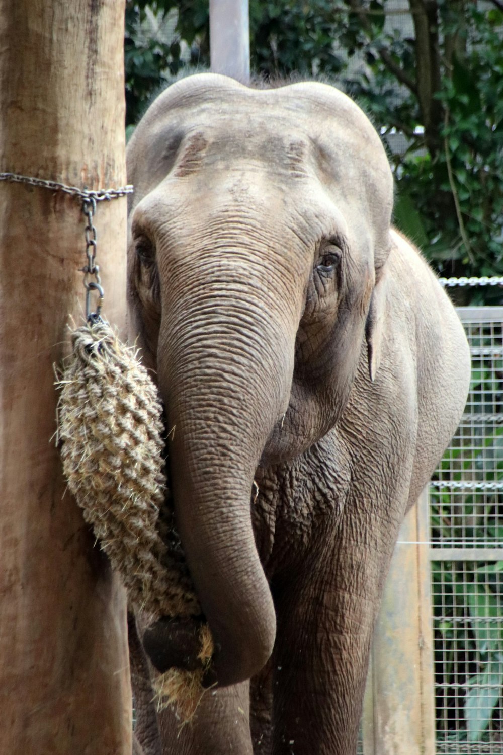 brown elephant eating brown hay during daytime