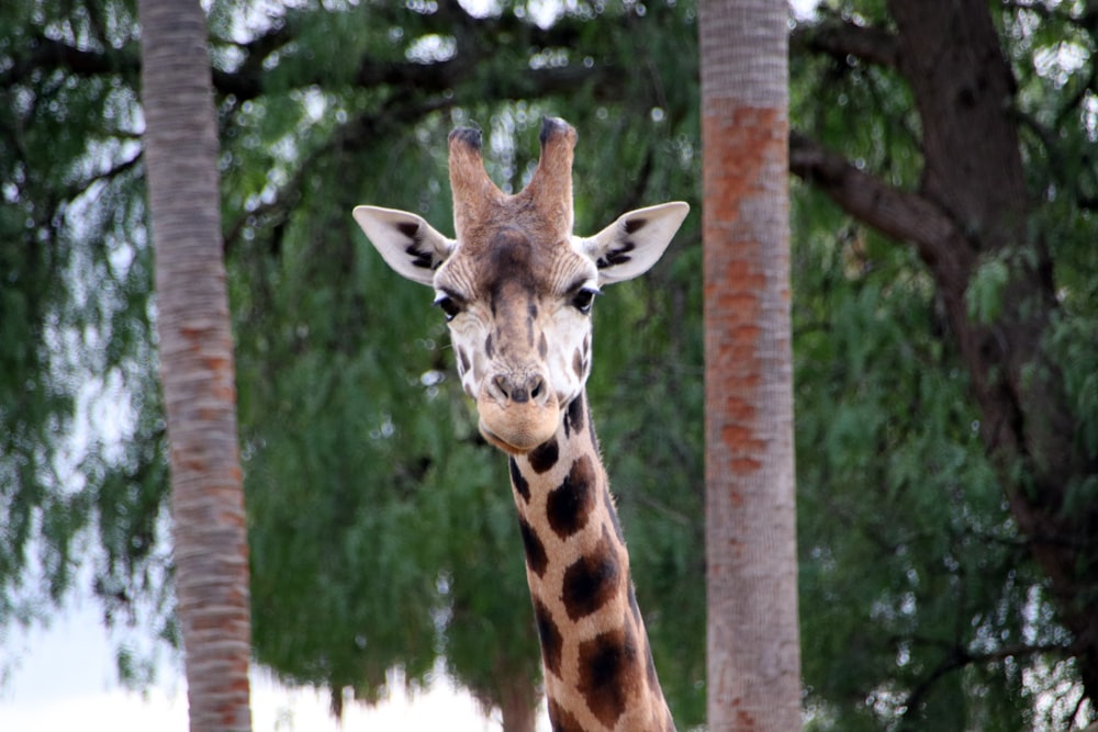 giraffe in green grass field during daytime