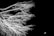 A high-contrast black and white image featuring the silhouette of a tree with intricate, leafless branches sprawled across the left side. Against a stark black background, a single bird is captured mid-flight in the lower right corner.