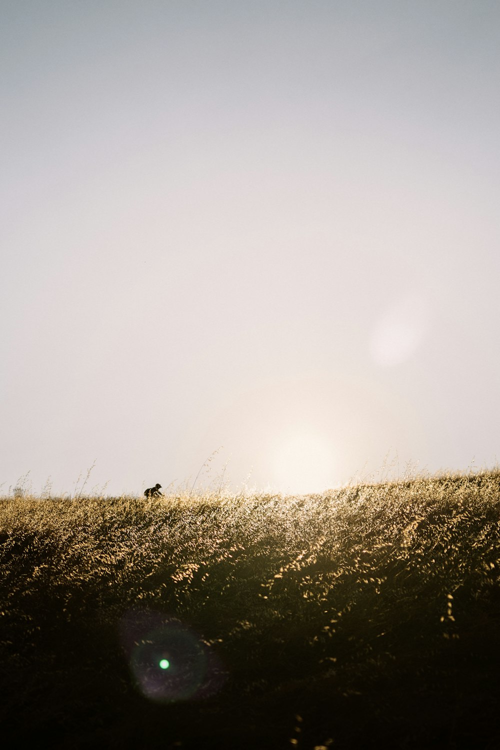 brown grass field with fog