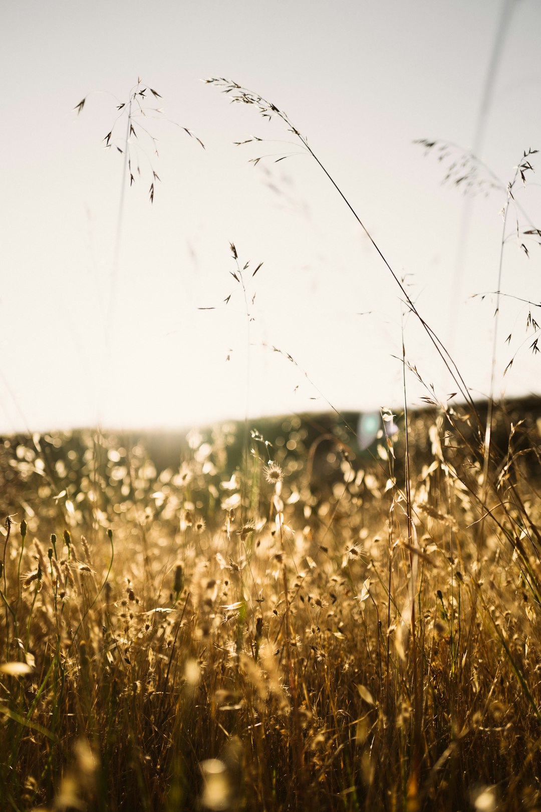 brown grass field during daytime