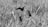 A black and white photograph capturing a bird in mid-flight amid tall grasses, with two other birds perched among the vegetation. The focus is on the dynamic movement of the bird in the air, highlighted against the blurred background of the grassy field.