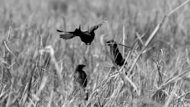 A black and white photograph capturing a bird in mid-flight amid tall grasses, with two other birds perched among the vegetation. The focus is on the dynamic movement of the bird in the air, highlighted against the blurred background of the grassy field.
