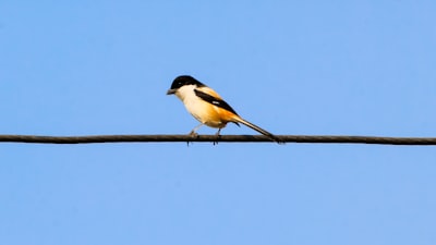 black and white bird on brown wooden stick during daytime