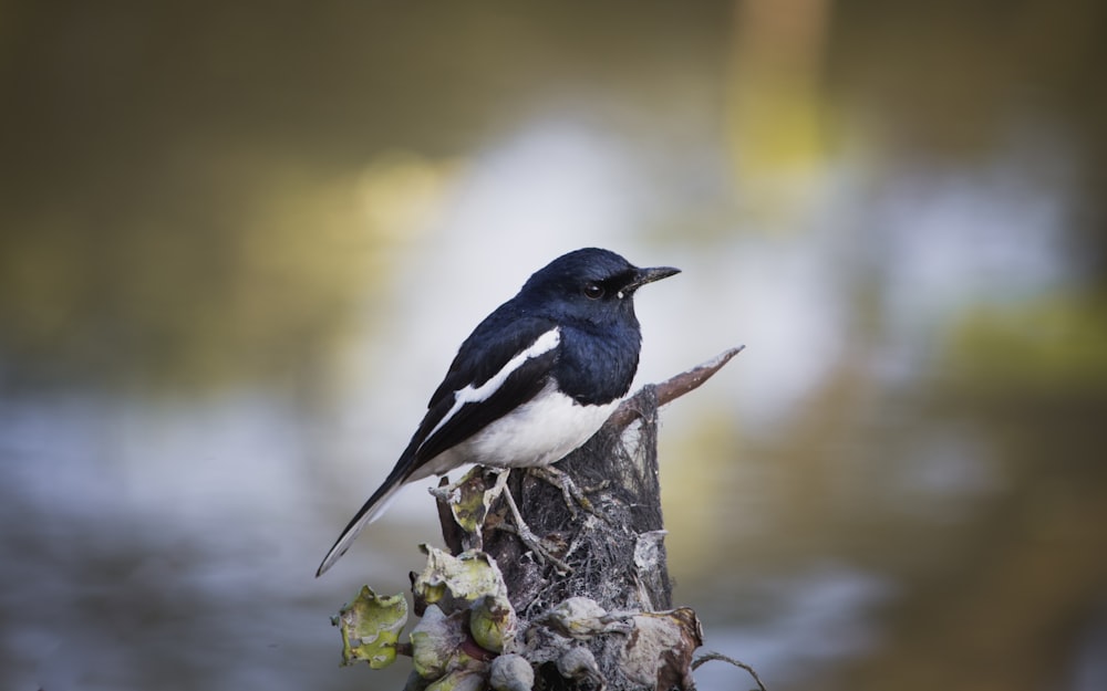 oiseau noir et blanc sur branche d’arbre