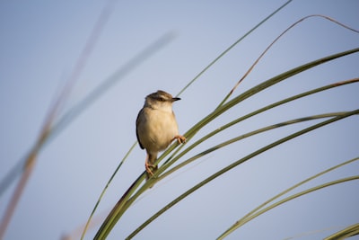 brown and white bird on green plant