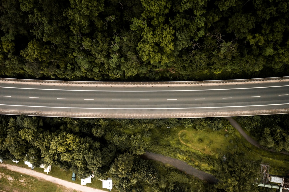 aerial view of green trees and road