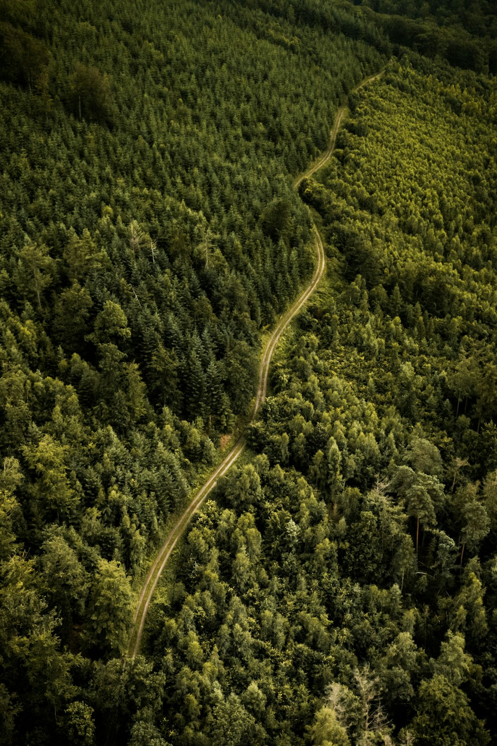 Vue aérienne de la forêt verte pendant la journée