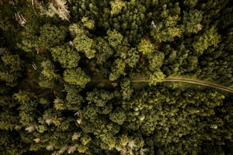 aerial view of green trees during daytime