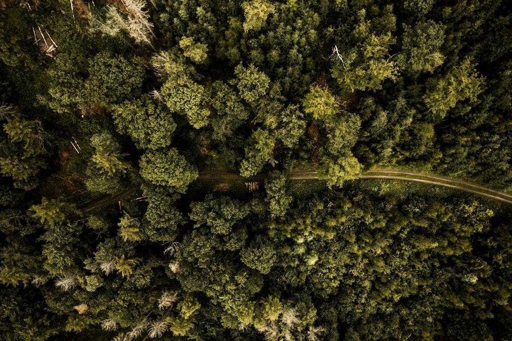 Veduta aerea di alberi verdi durante il giorno