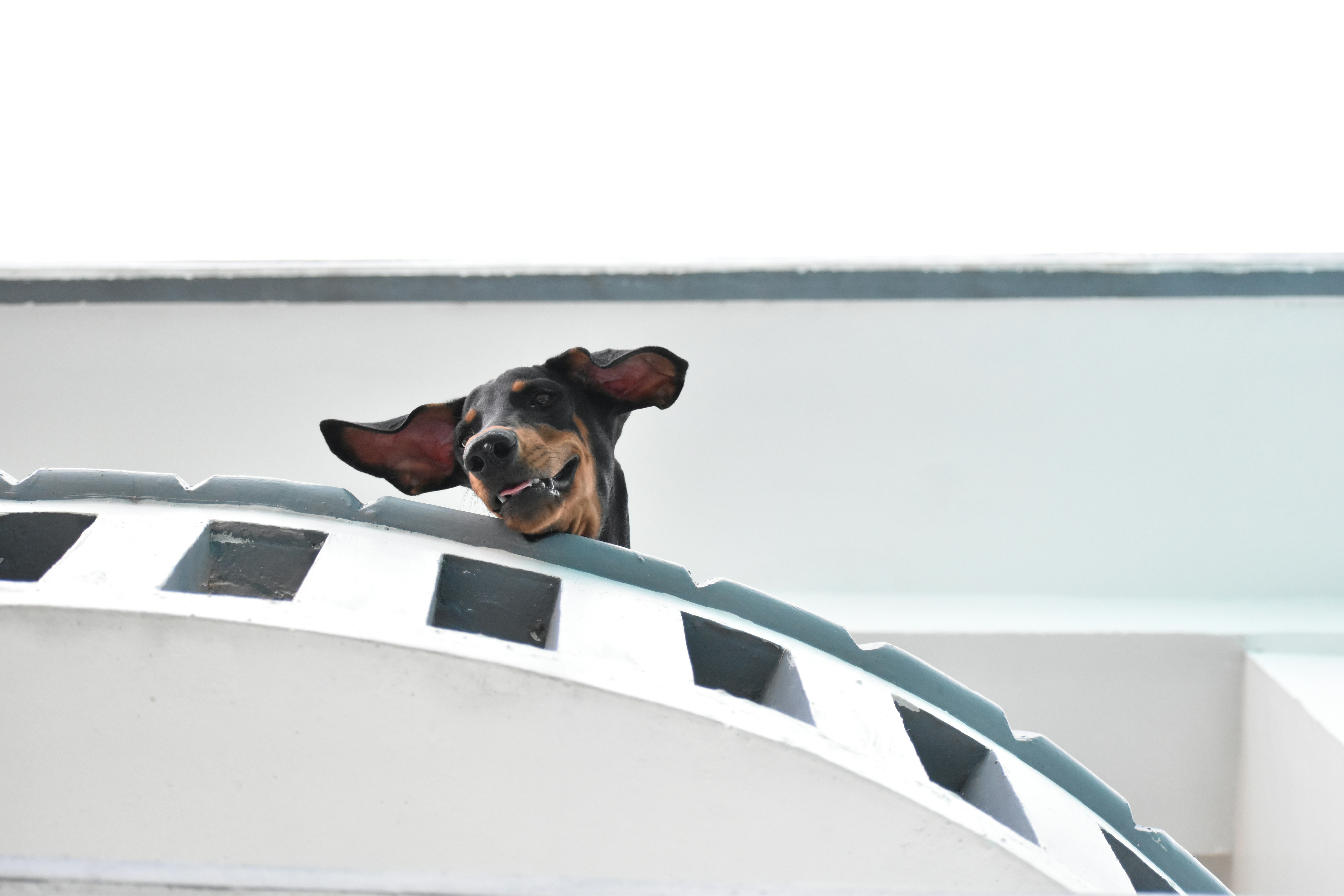 brown and black short coated dog lying on white and black chair