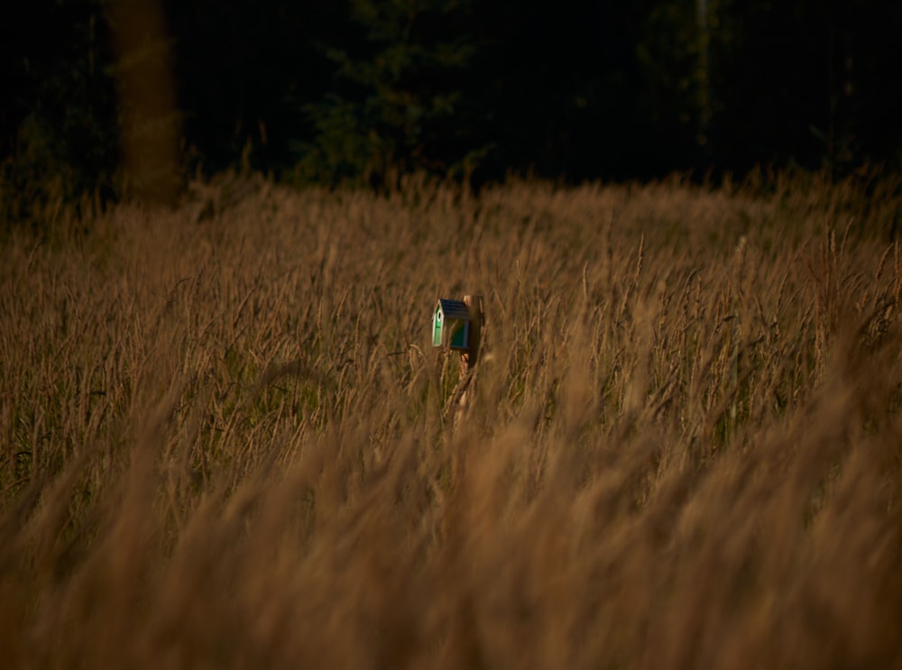 person in blue shirt walking on brown grass field during daytime