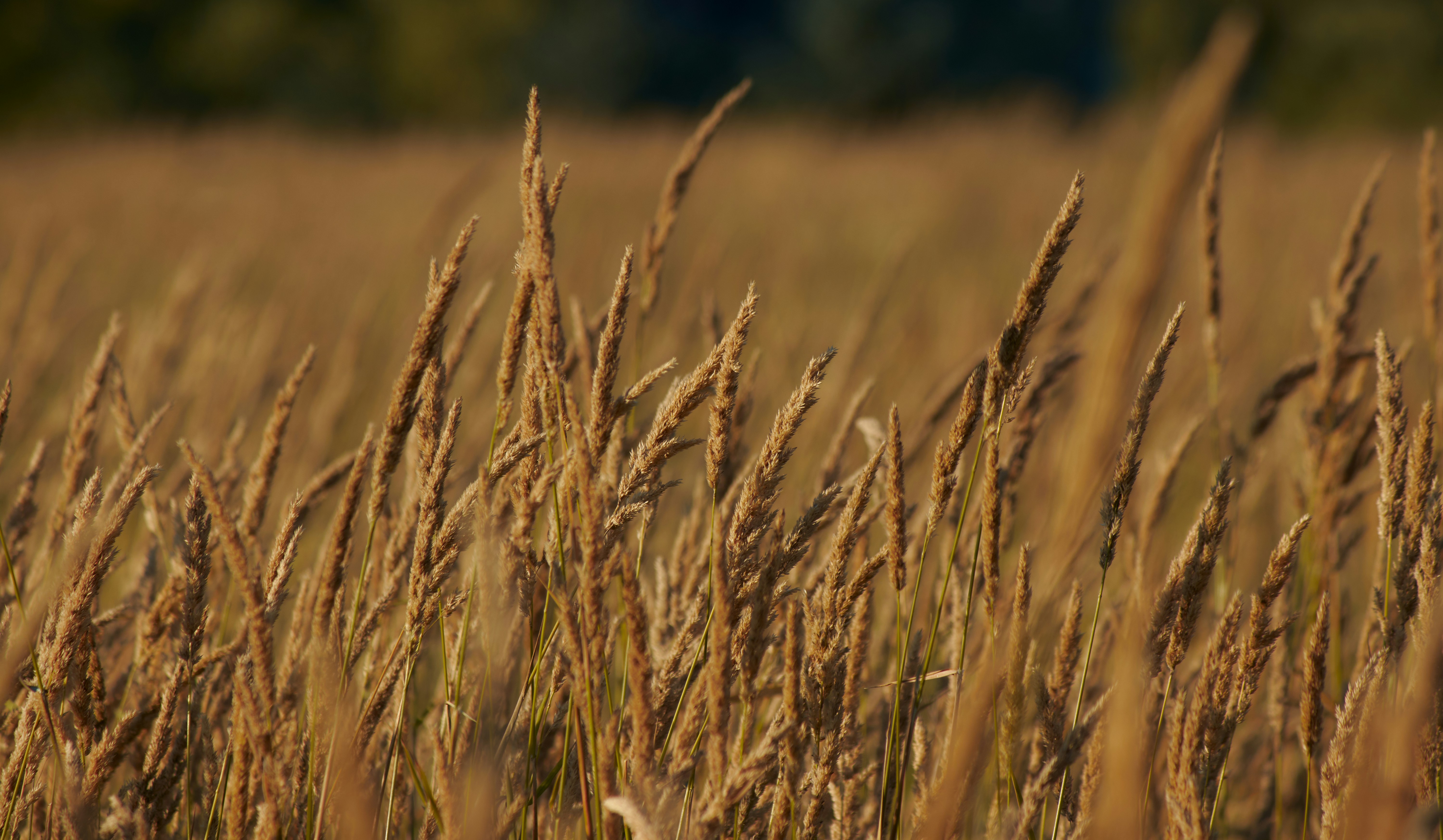 Photo by cedarwheeler