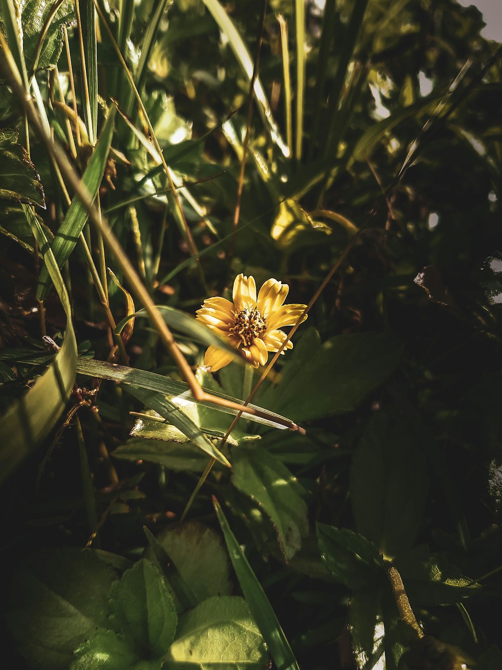 yellow flower in green grass