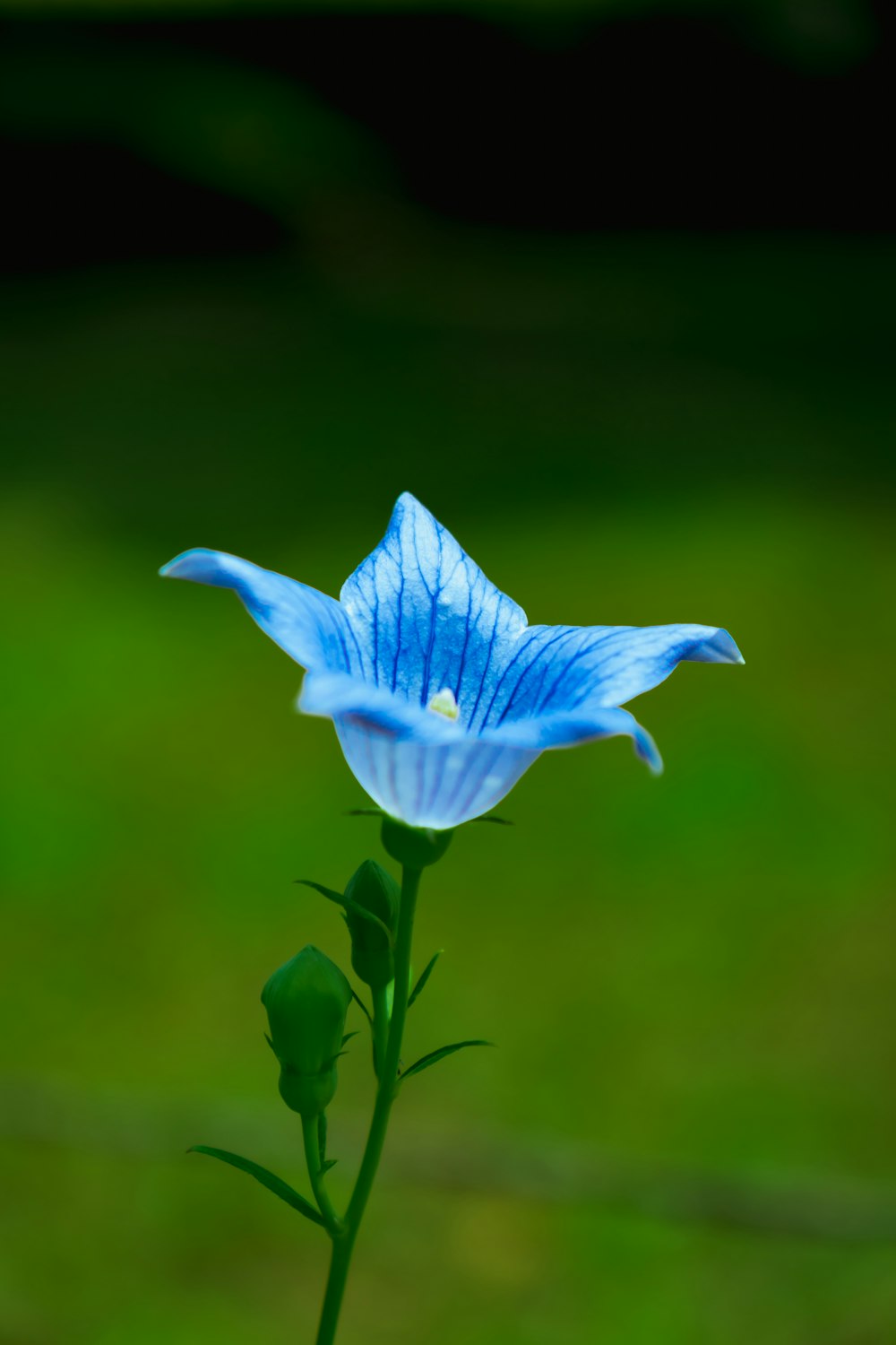 flor azul en tallo verde