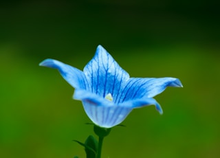 blue flower in green stem