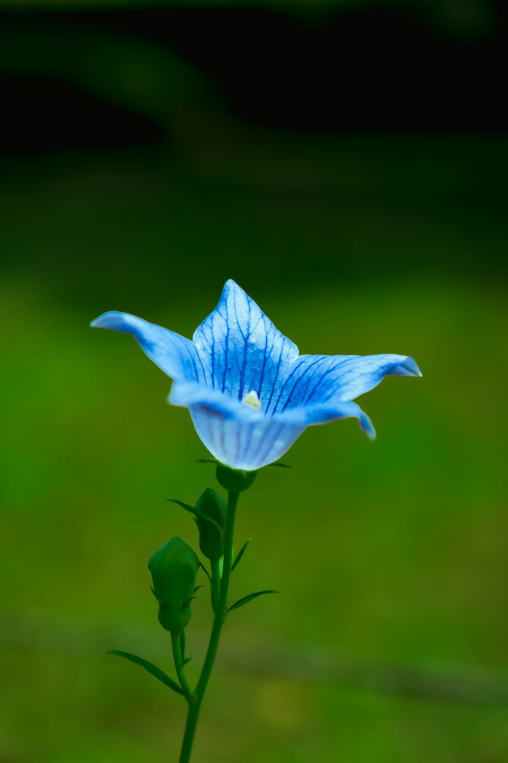 fleur bleue dans la tige verte