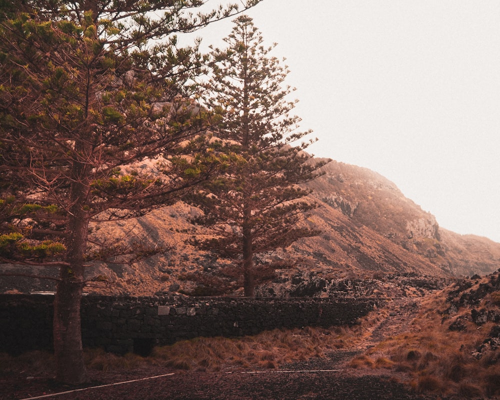 green trees on brown mountain during daytime