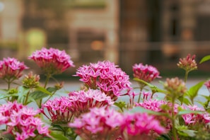 pink flowers in tilt shift lens