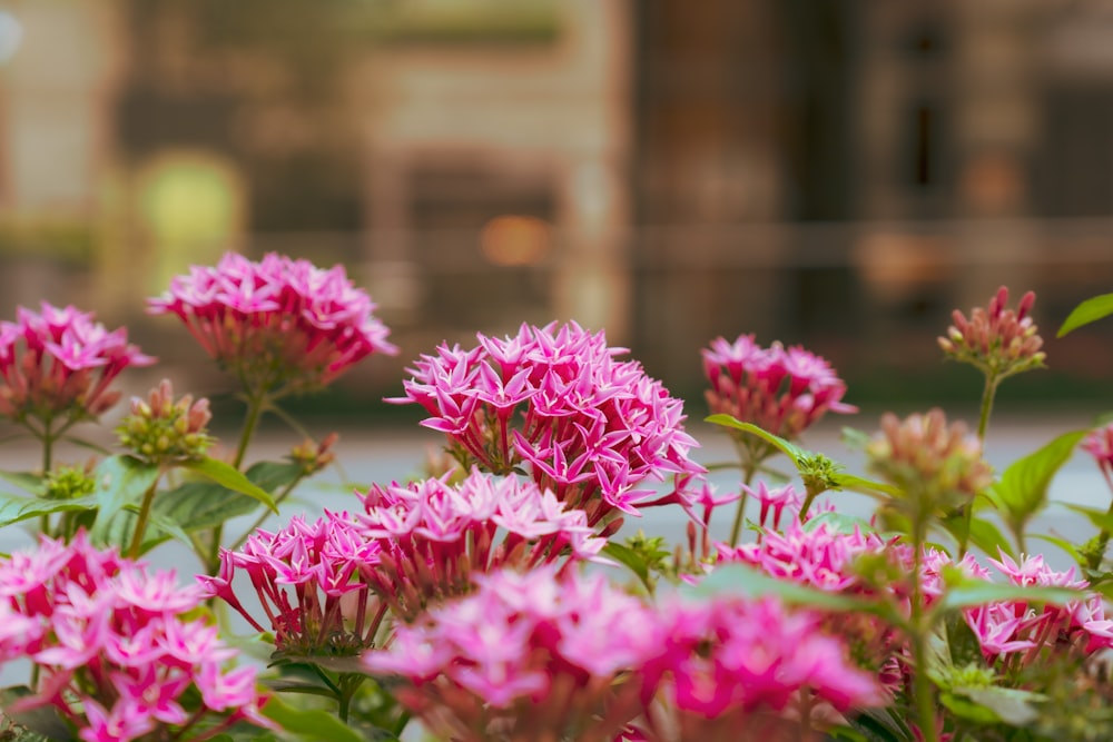 pink flowers in tilt shift lens