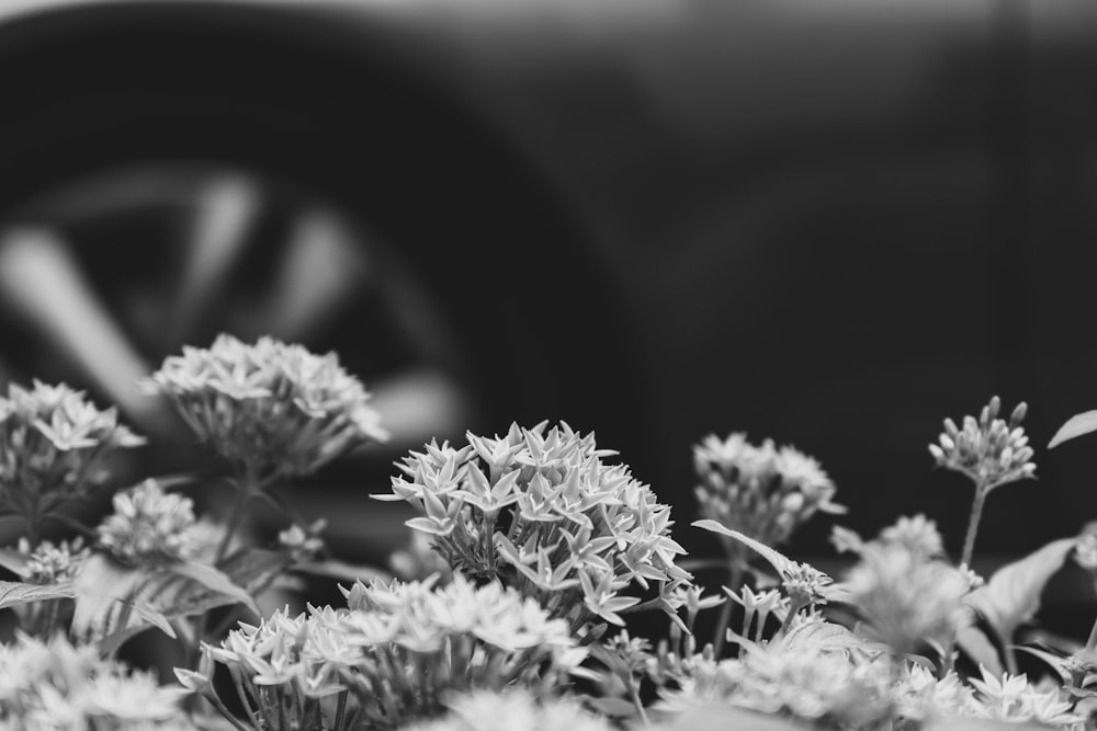grayscale photo of flowers in black round container