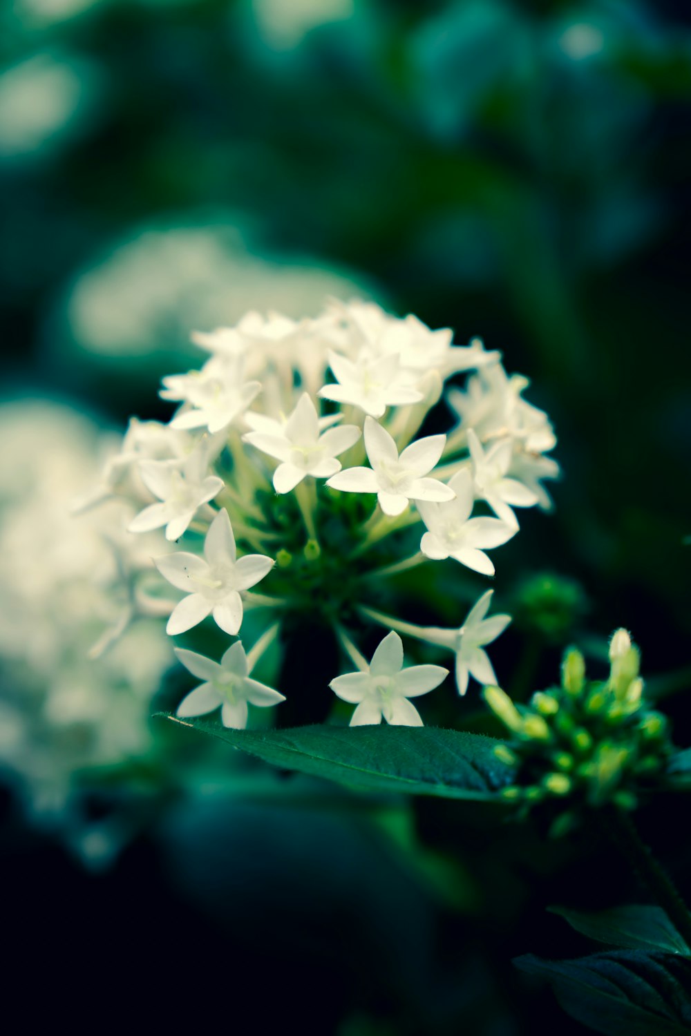 white flowers in tilt shift lens