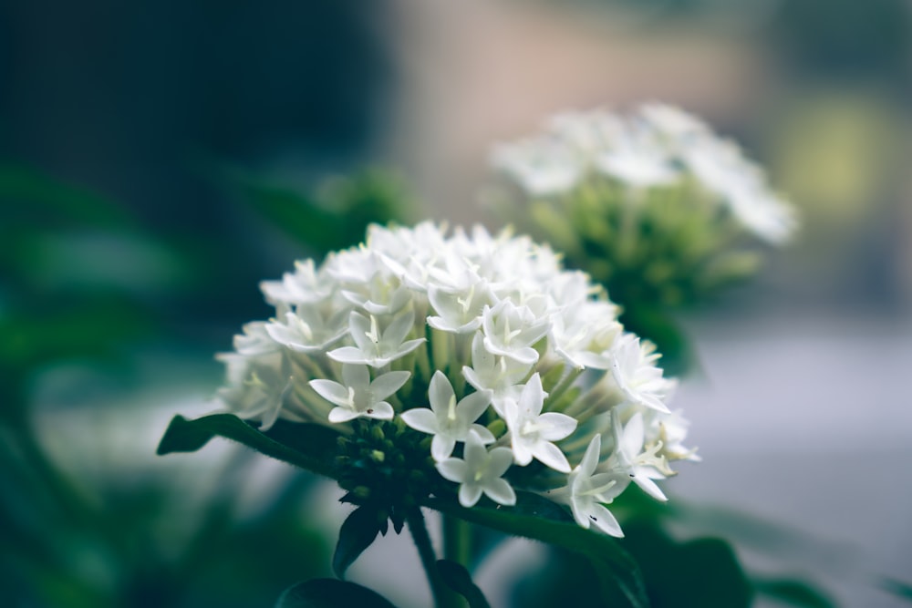 white flower in macro shot