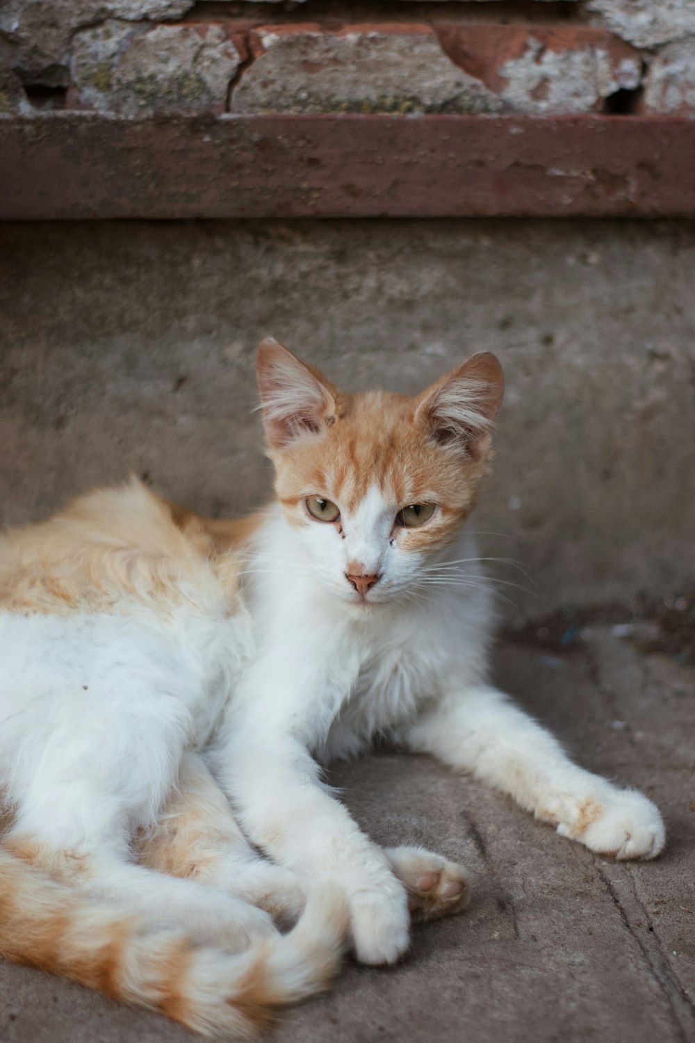 orange-weiße Katze auf grauem Betonboden liegend