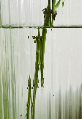 green plant on white wall