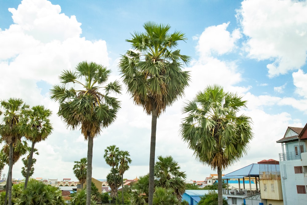 Palmera verde cerca del edificio azul y blanco durante el día