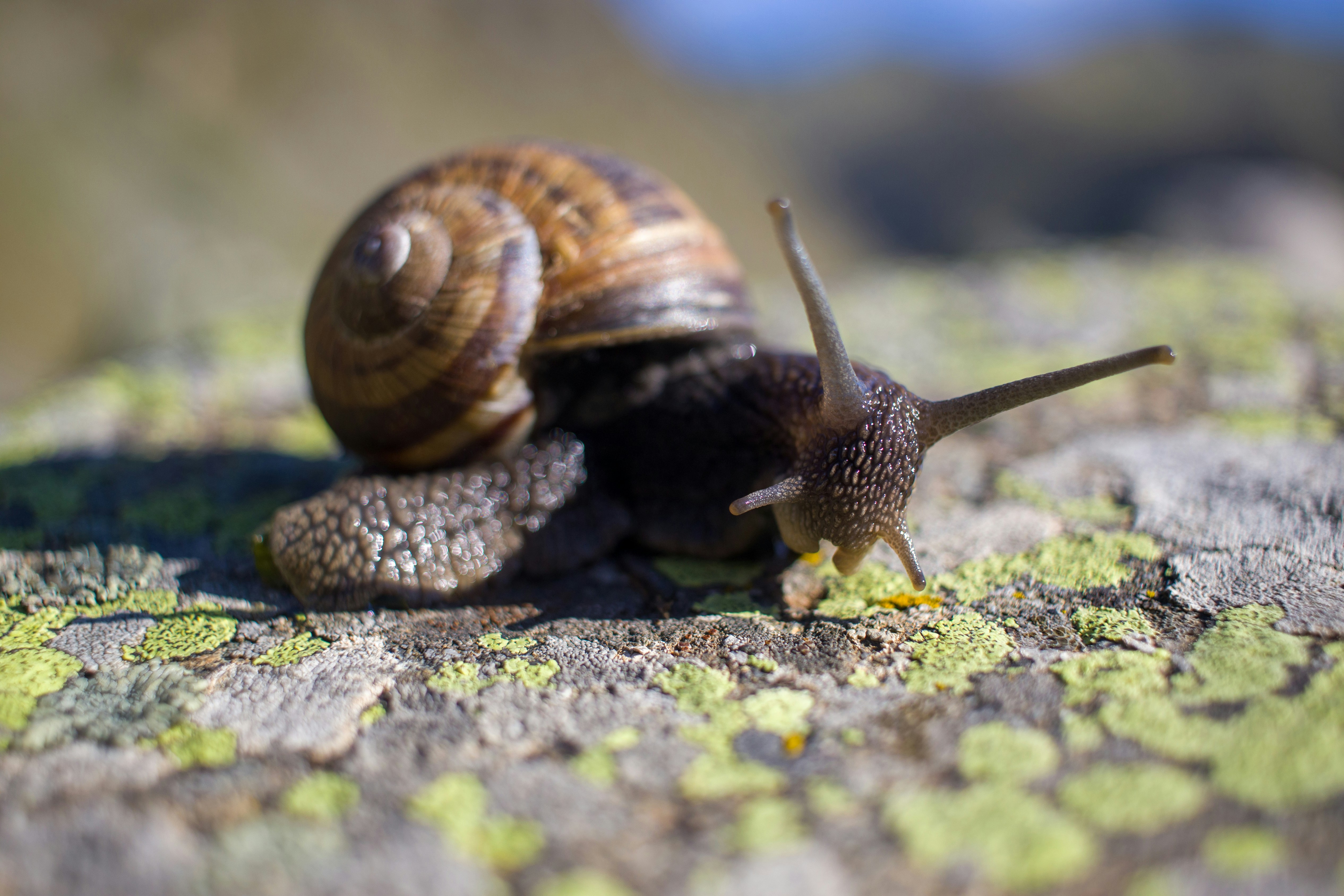 brown snail on green moss during daytime