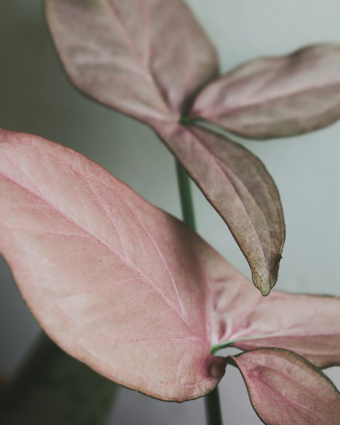 green and pink leaf plant