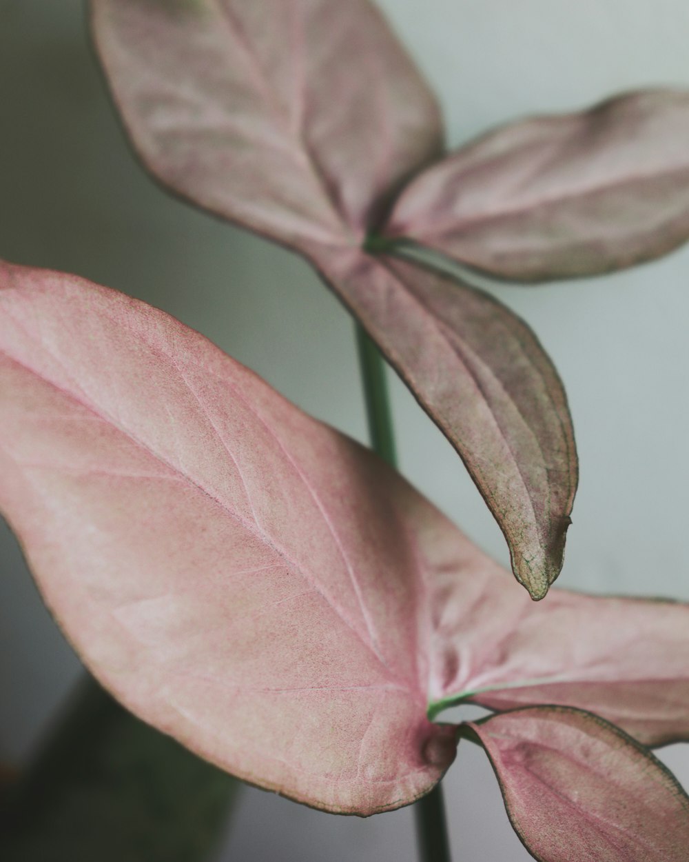 Foto planta de folha verde e rosa – Imagem de Planta grátis no Unsplash