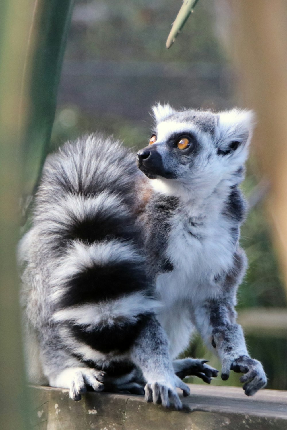 a close up of a small animal on a ledge