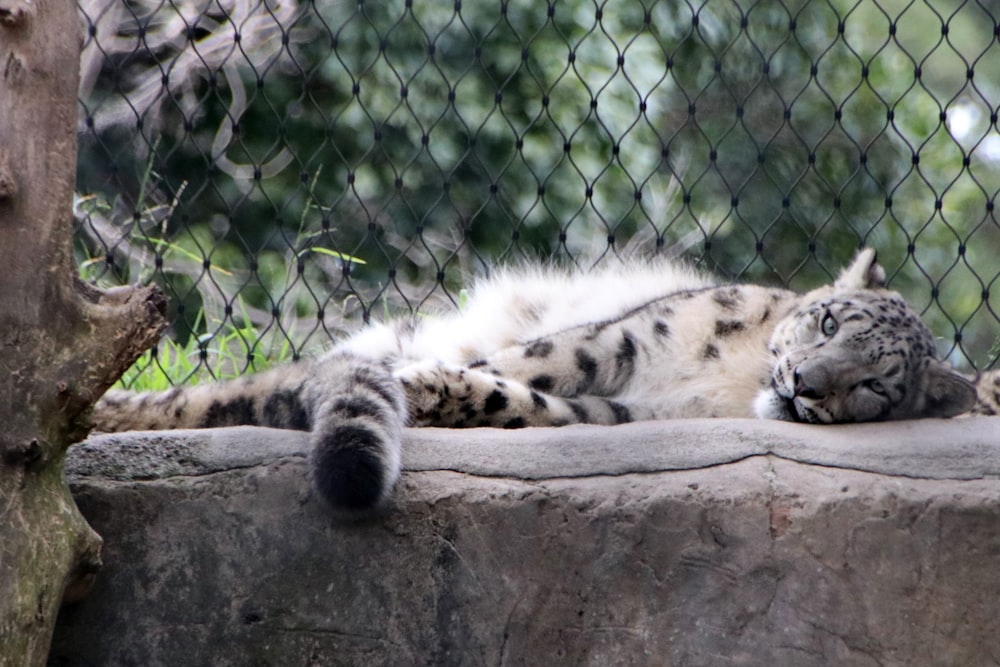 white and black leopard lying on brown wooden log