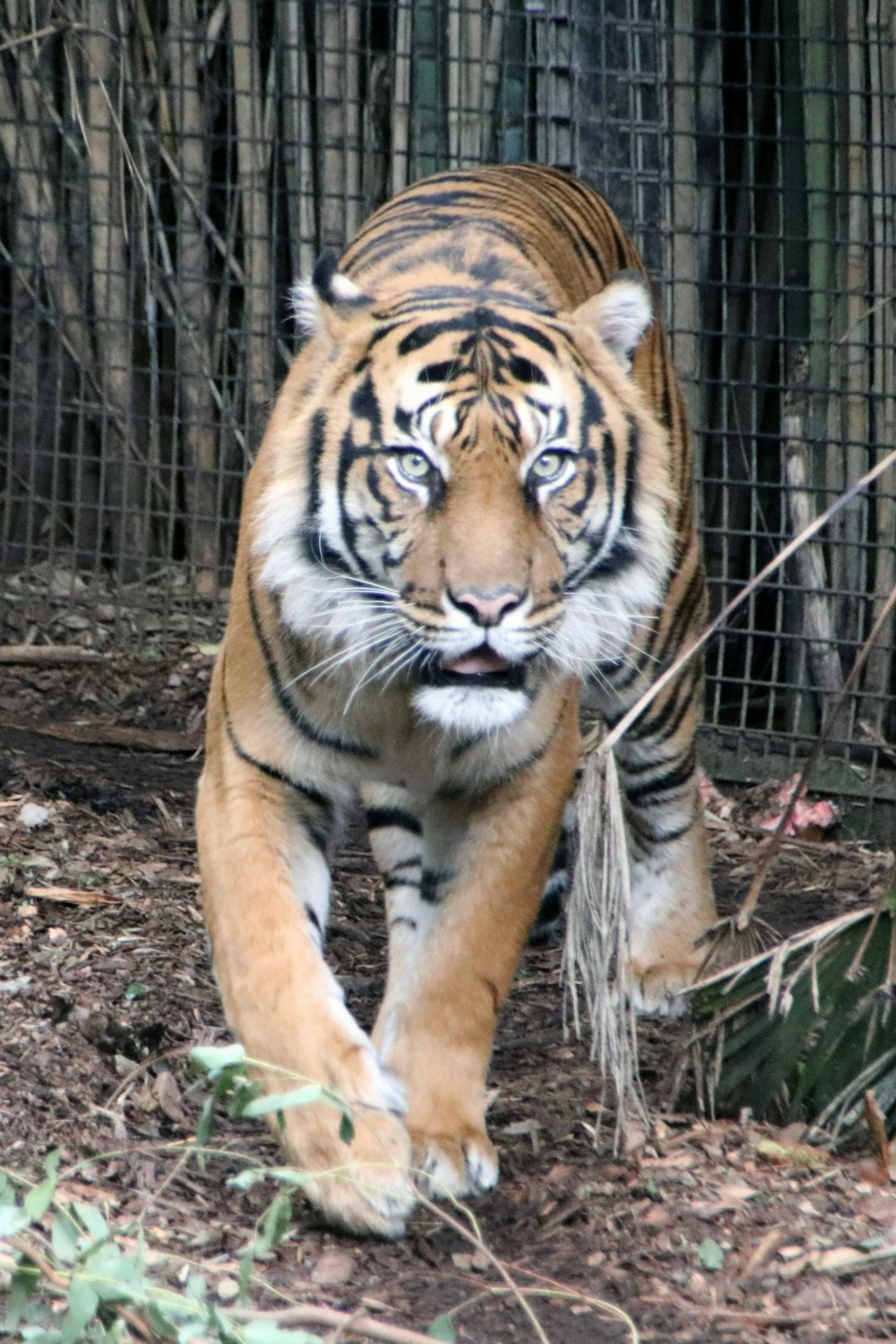 tiger lying on brown soil