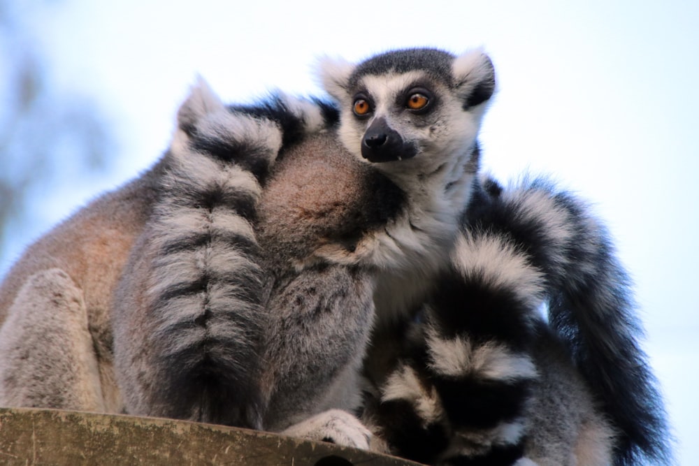 gray and black lemur on brown wooden post