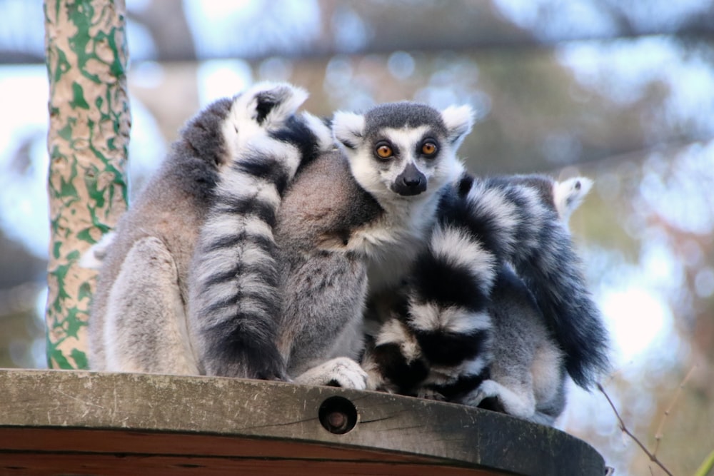 gray and black lemur on brown wooden frame