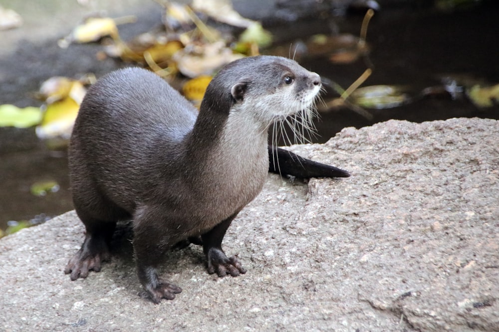 灰色の岩の上の黒と白の動物