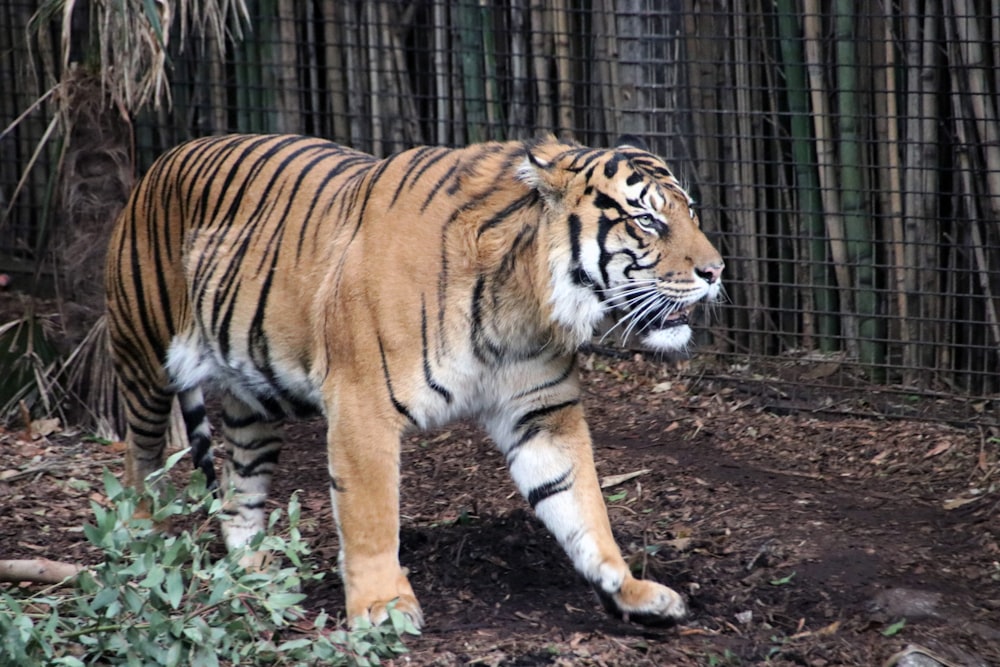 brown and black tiger lying on ground