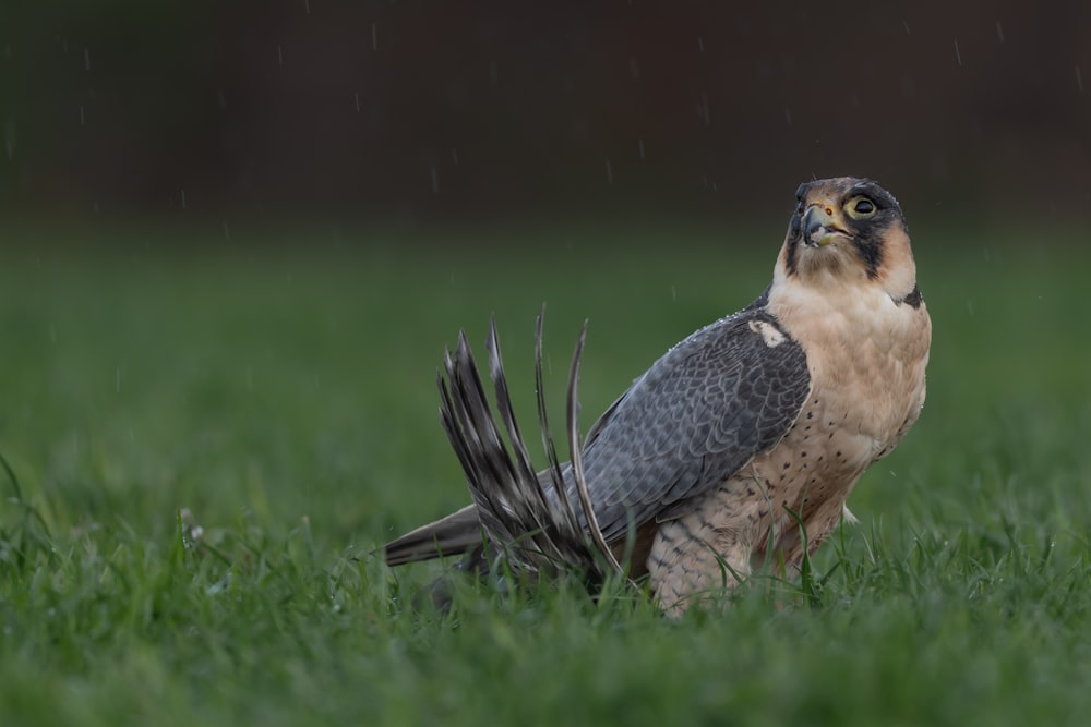 brown and white bird on green grass during daytime