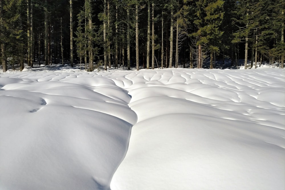 snow covered field and trees during daytime