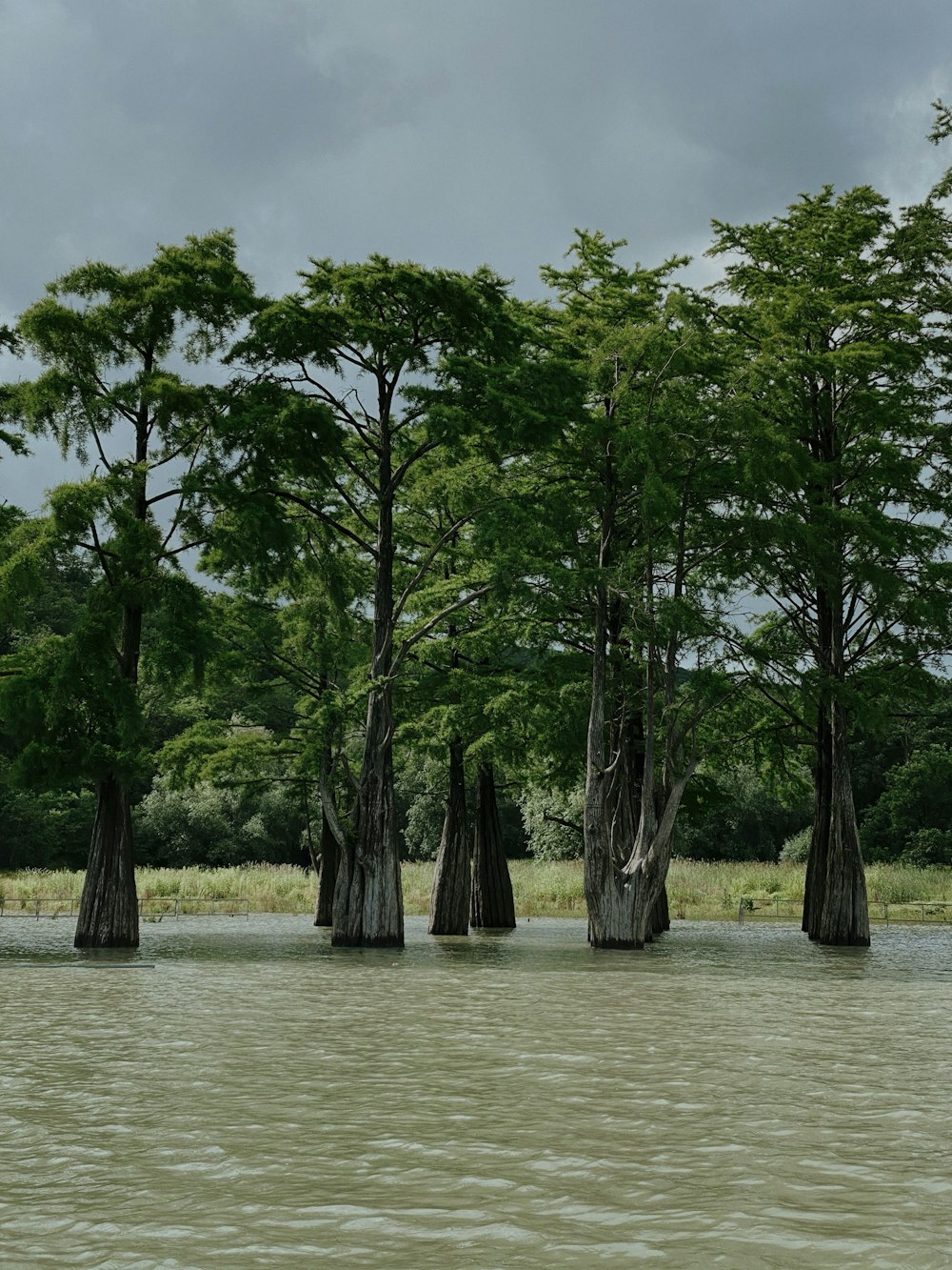 green trees on body of water during daytime