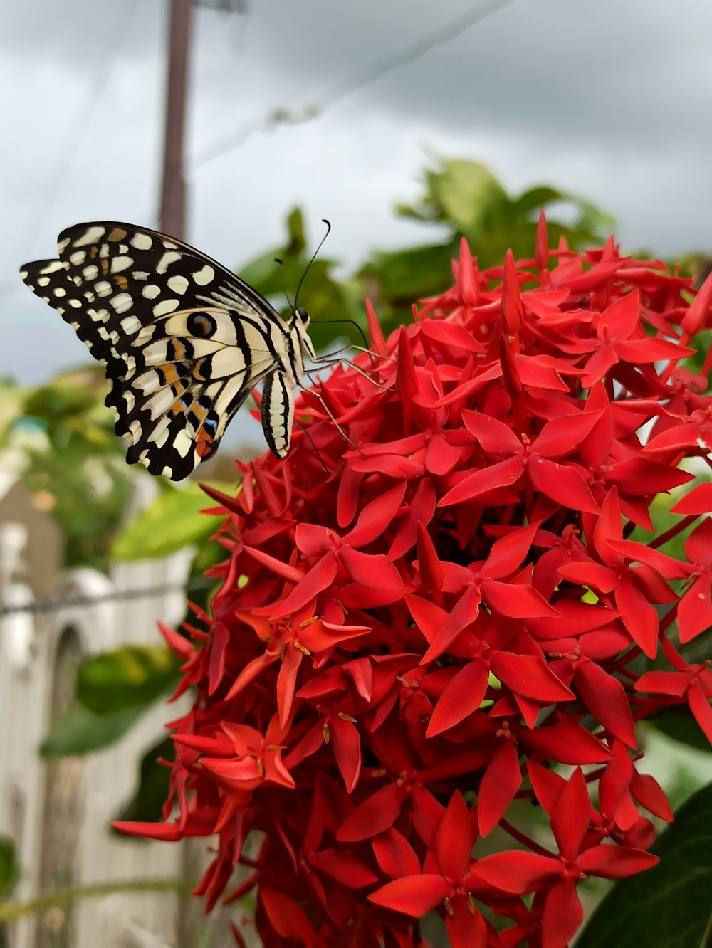 flores vermelhas com borboleta branca e preta no topo