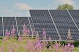 černé solární panely na fialovém květinovém poli tvořící energii během dne