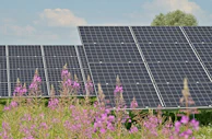 black solar panels on purple flower field during daytime