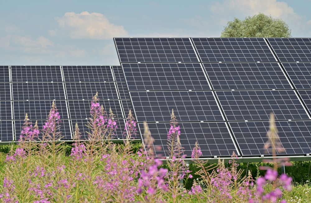 Paneles solares negros en campo de flores púrpuras durante el día