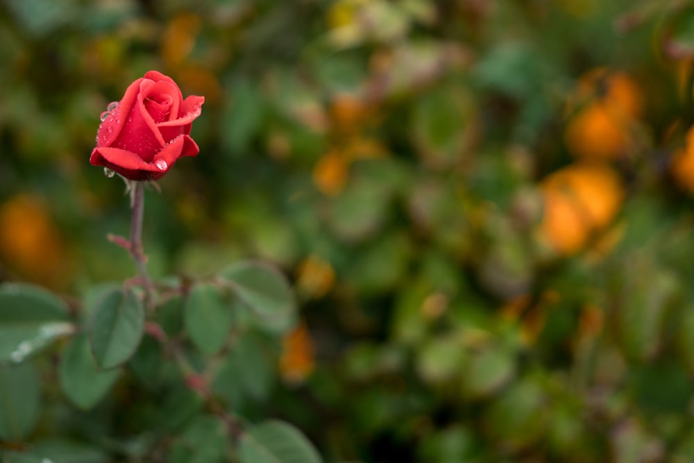 pink rose in bloom during daytime